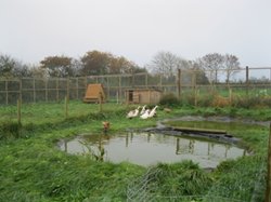 Duck and hen enclosure 2